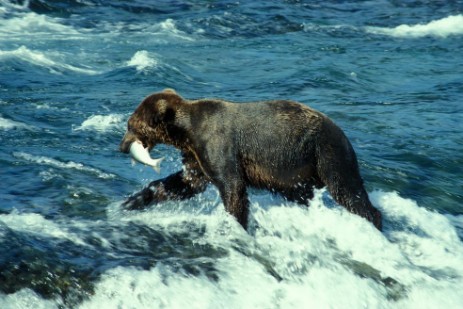 Grizzly an den Brooks Fall im Katmai Nationalpark