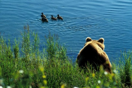 Grizzly im Katmai Nationalpark
