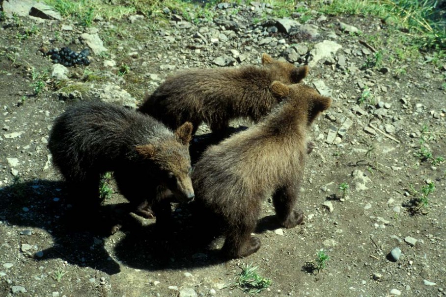 Grizzly Cubs