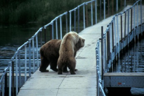 Grizzlys auf Brücke im Katmai Nationalpark
