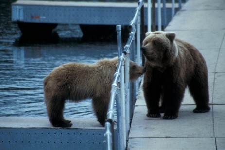 Grizzlys auf Brücke im Katmai Nationalpark