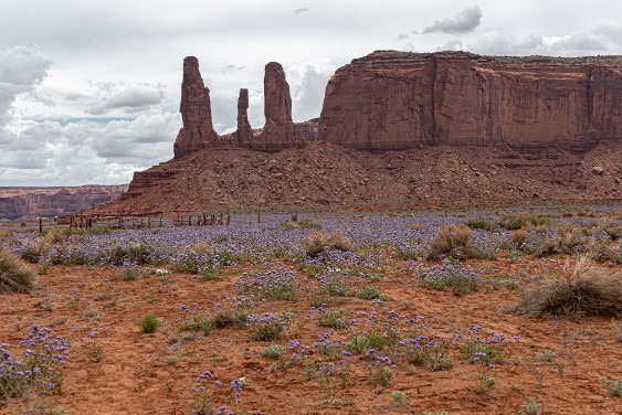 Blütenmeer bei Three Sisters im Monument Valley