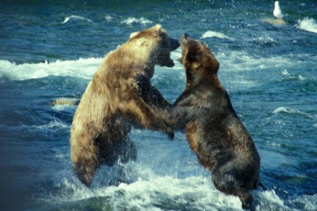 Grizzly Fight an Brooks Falls im Katmai Nationalpa