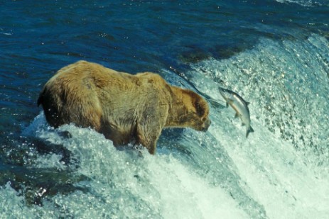 Bären an Brooks Falls