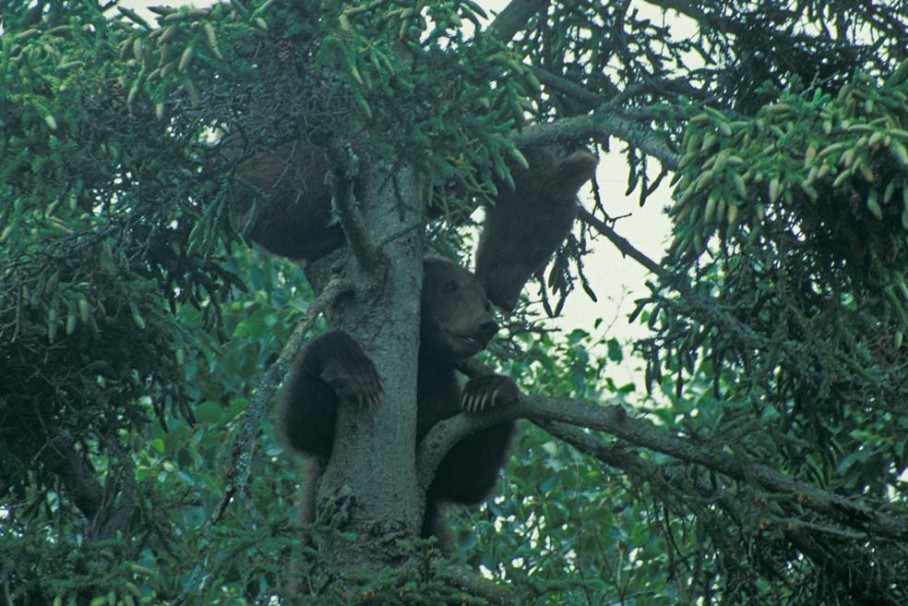 Grizzly auf Baum Grizzly im Katmai Nationalpark